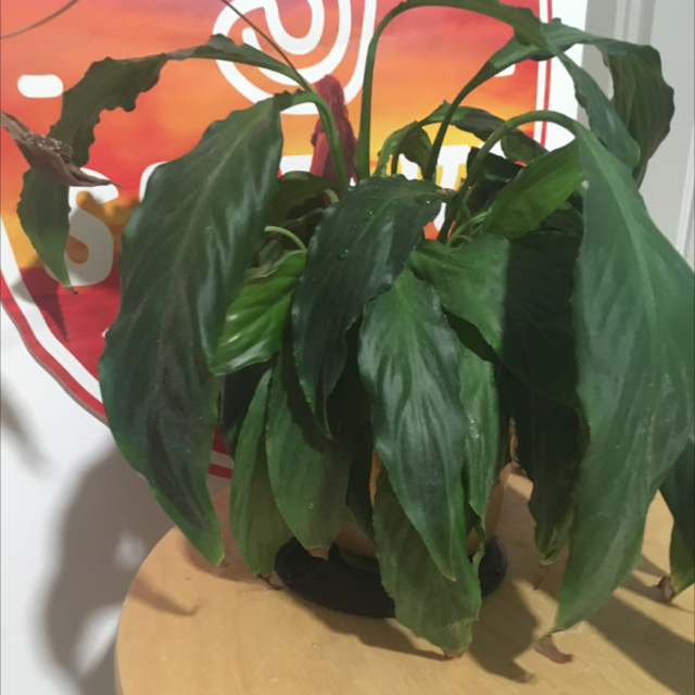 Peace Lily plant photo by @zaliscott named Jonah on Greg, the plant care app.