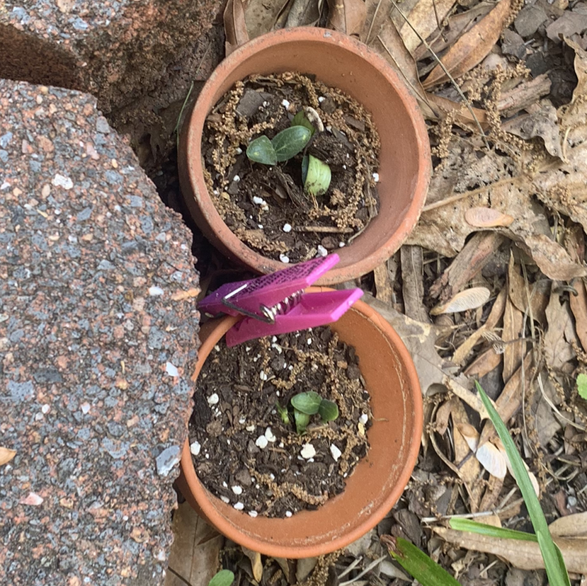 Two small potted cucumber plants with young leaves in terracotta pots on the ground.