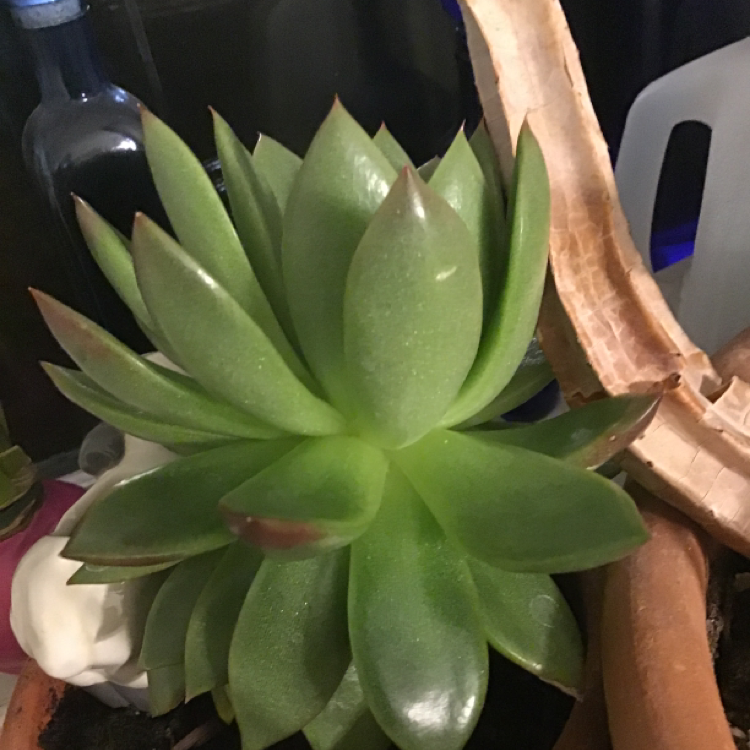 Lipstick Echeveria plant photo by @CactiAreOfficiallyCalledStabbyBois named Tolkien 👁👄👁 on Greg, the plant care app.