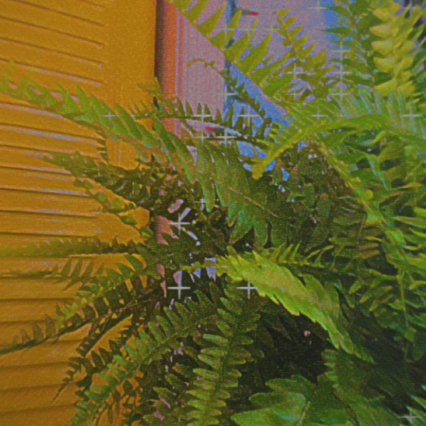 Boston Fern plant photo by @christina.l named fernis on Greg, the plant care app.
