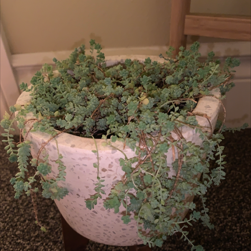 Corsican Stonecrop plant in a white pot, appears healthy with no visible soil.