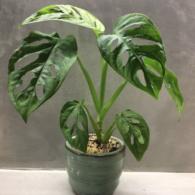 Monstera adansonii 'Laniata' plant in a pot with vibrant green leaves and characteristic holes.