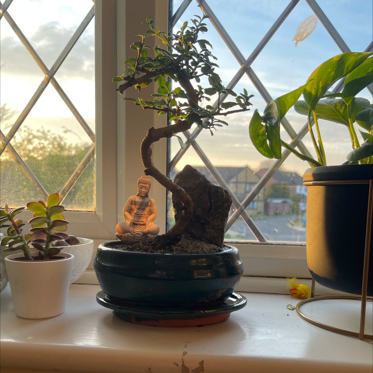 Healthy bonsai Chinese Elm tree in blue pot on sunny windowsill, with small Buddha statue beside it.