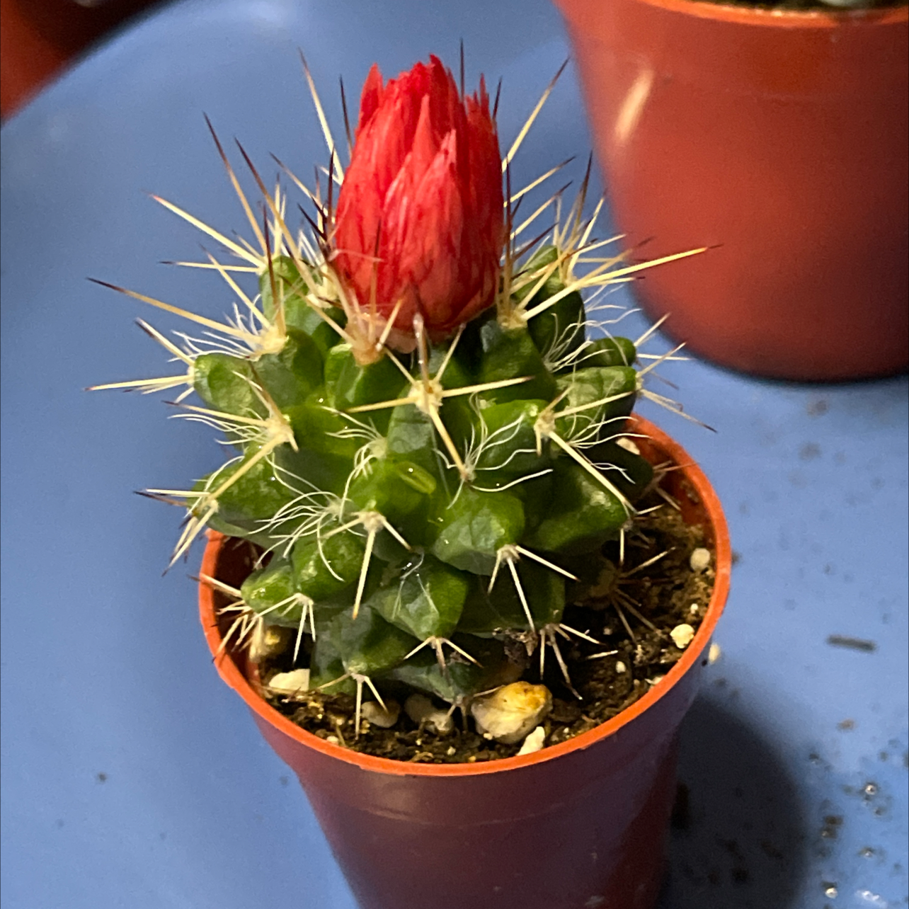 Missouri Foxtail Cactus with a red flower bud in a small pot.