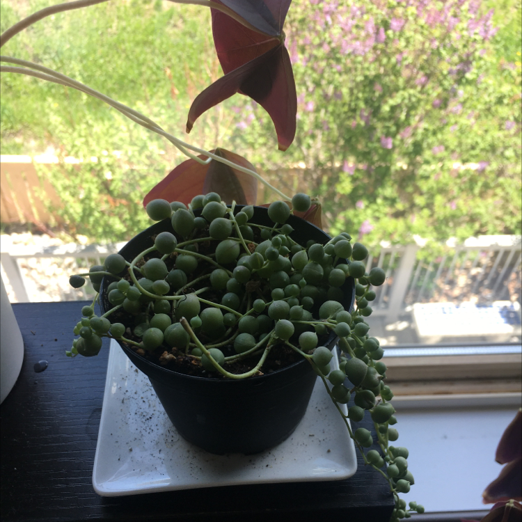 String of Pearls plant photo by @koaloveskale named Aster on Greg, the plant care app.