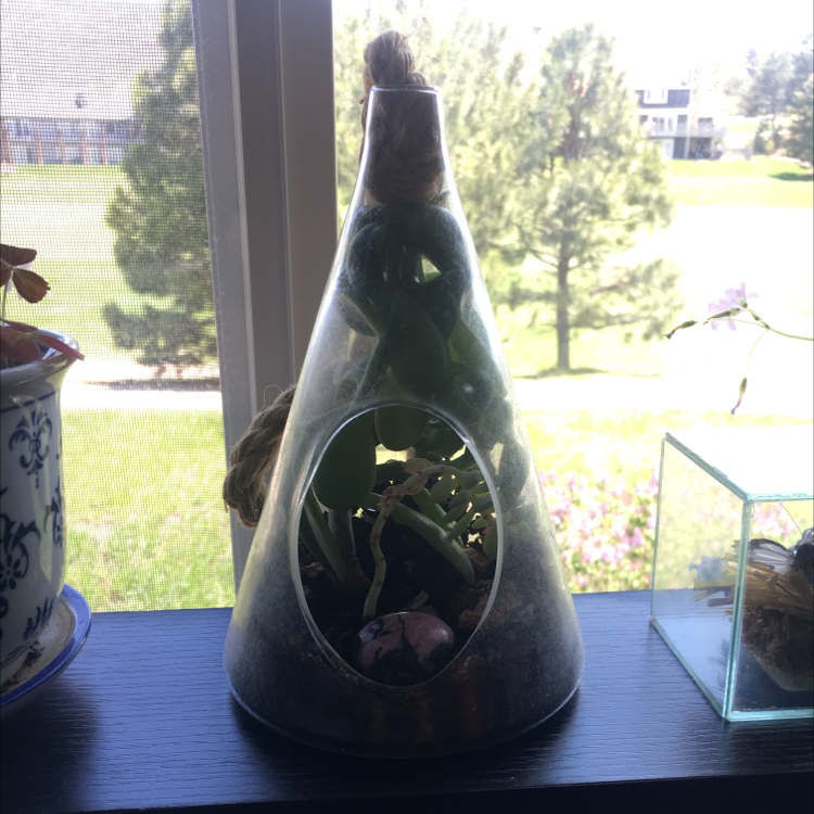 Lucky Plant plant photo by @koaloveskale named Bodhi on Greg, the plant care app.