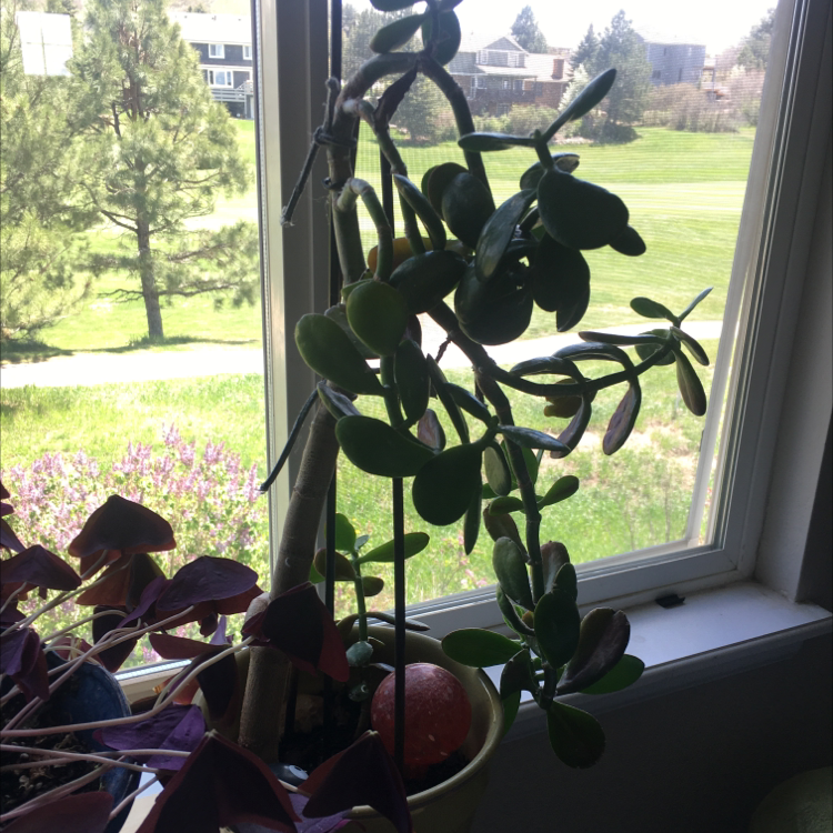 Lucky Plant plant photo by @koaloveskale named Osmo on Greg, the plant care app.