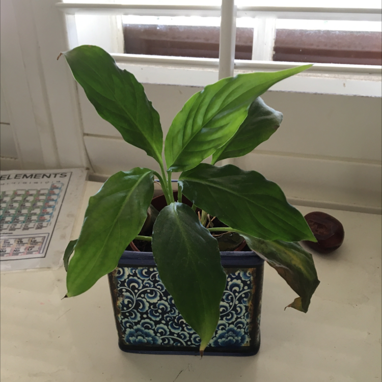 Peace Lily plant photo by @thornyroses named Stevie on Greg, the plant care app.
