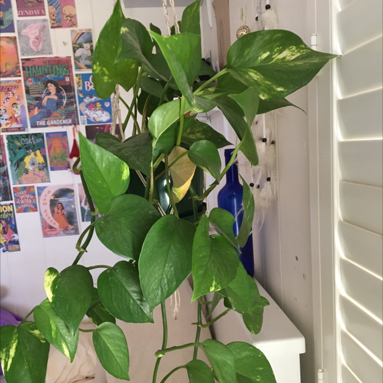 Taro Vine plant photo by @thornyroses named Mac on Greg, the plant care app.