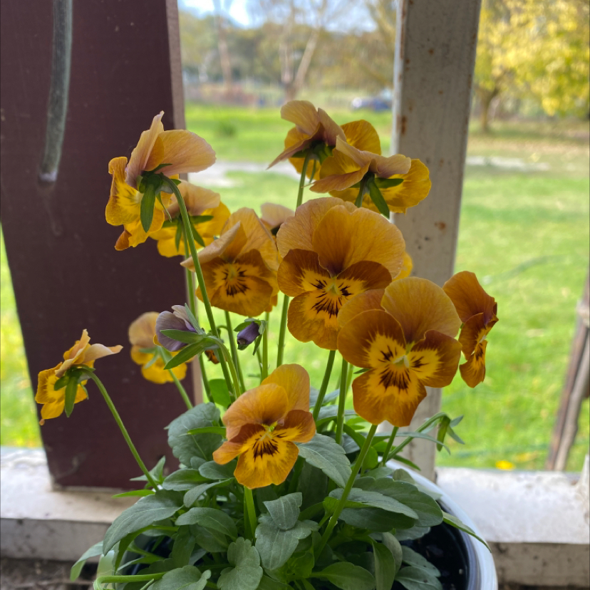 A healthy Pansy plant with vibrant yellow and orange flowers in focus.