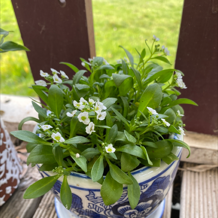 Thriving sweet alyssum plant with abundant small white flowers and healthy green foliage growing in a blue and white ceramic pot outdoors.