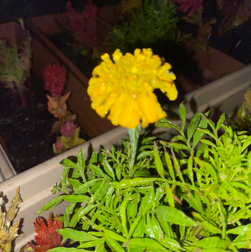YearRound Light Requirements For My African Marigold