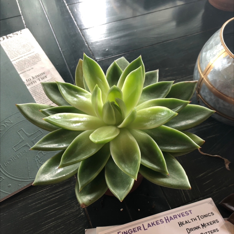 Healthy Lipstick Echeveria succulent with vibrant green leaves.