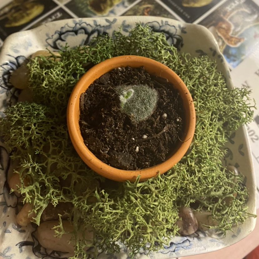 Small potted Panda Plant surrounded by green moss in a decorative dish.