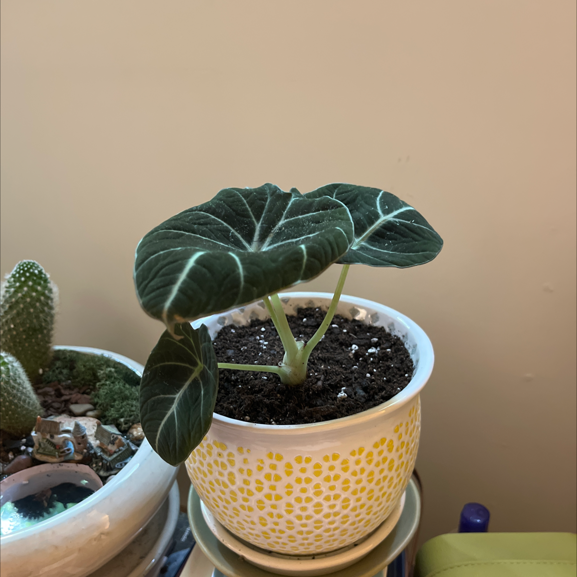 Black Velvet Alocasia plant in a decorative pot with visible soil and healthy leaves.