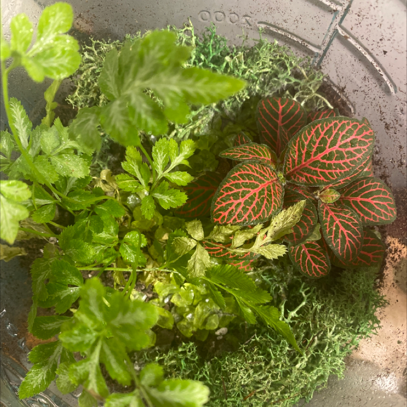 Nerve Plant (Fittonia) with red-veined leaves and another green plant in a container.