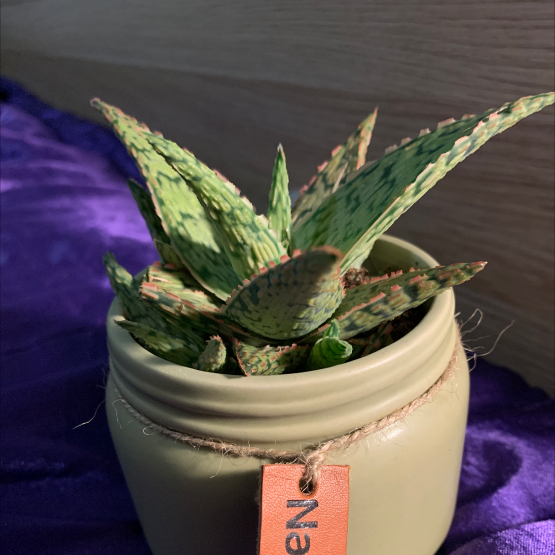Broad-Leaved Aloe plant in a small pot with vibrant green leaves and characteristic spots.