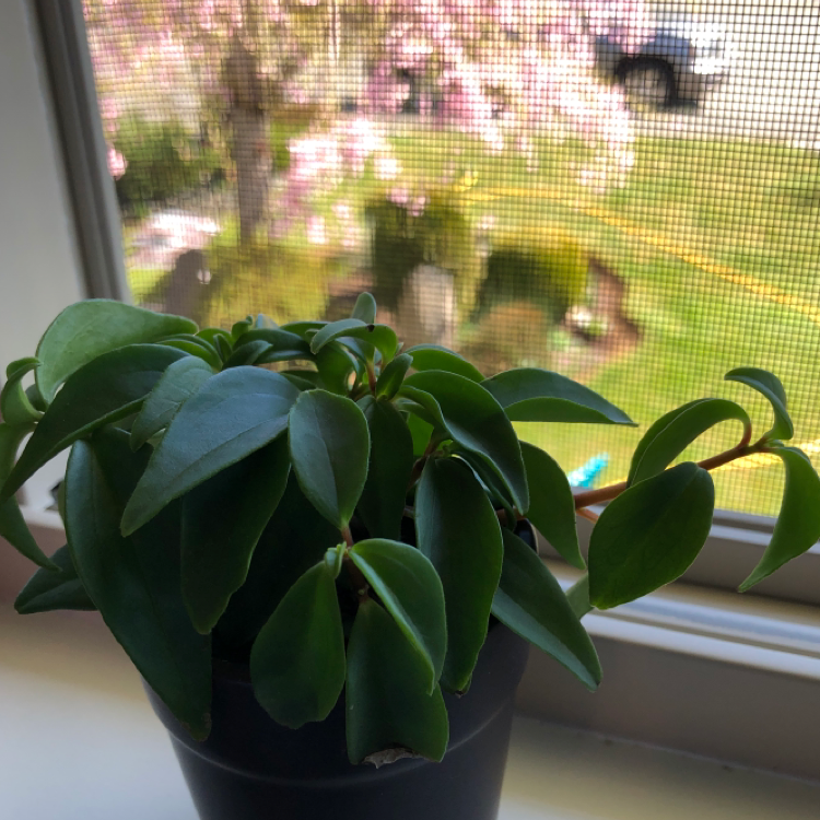 Healthy Radiator Plant on a windowsill with lush green leaves.