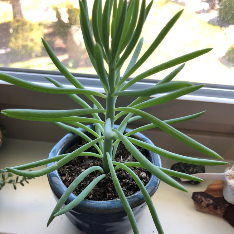 Potted Narrow-Leaf Chalk Sticks plant on a windowsill, healthy with vibrant green leaves.