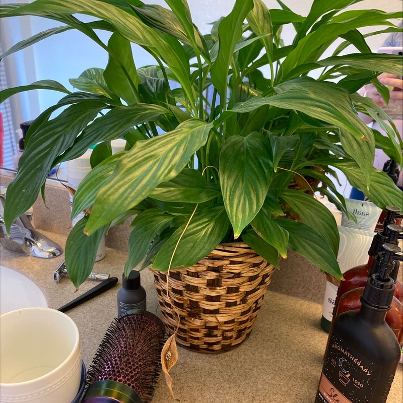 A lush, healthy peace lily plant with vibrant green leaves in a woven basket, surrounded by hair products on a light surface.