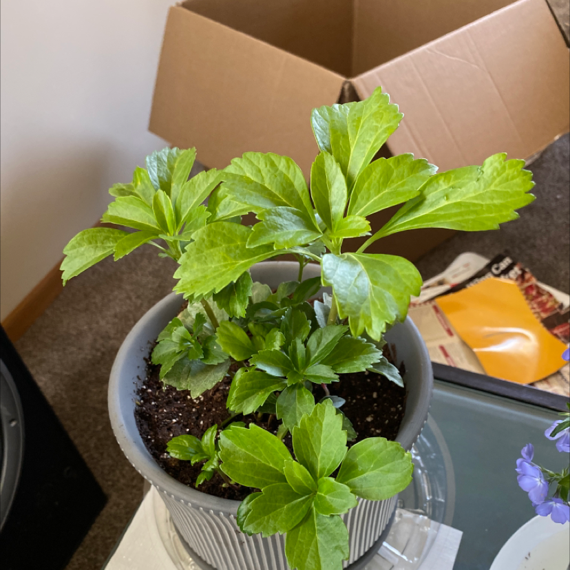 Potted Japanese Spurge plant with healthy green leaves.