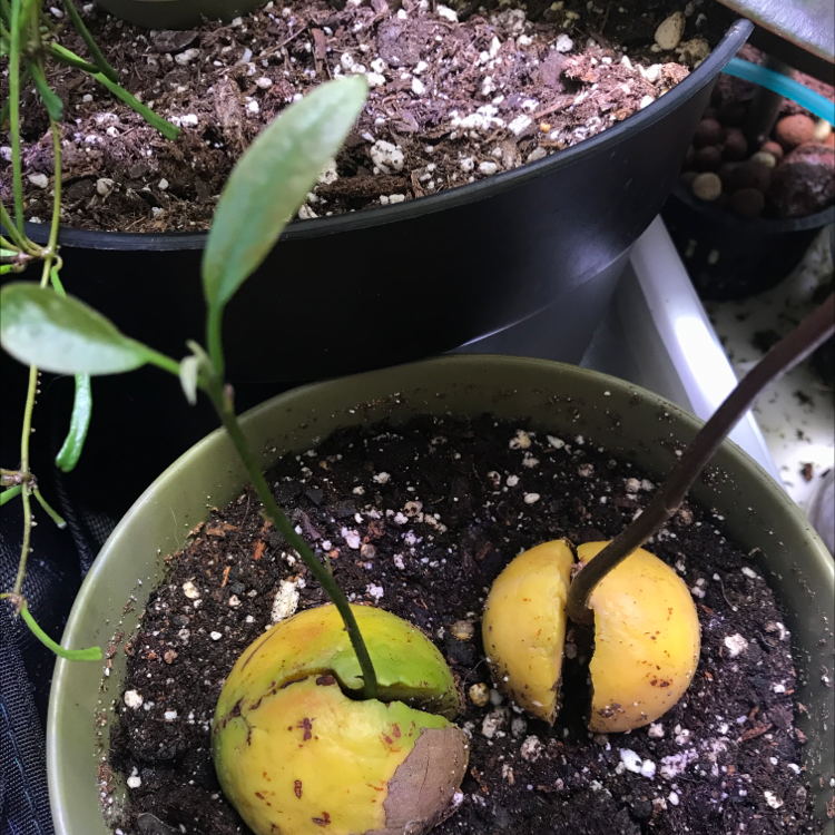 🥑 Why Are My Avocado Leaves Dropping?