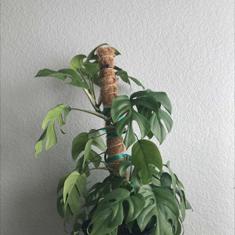 Healthy Rhaphidophora foraminifera plant with green leaves and a support pole.