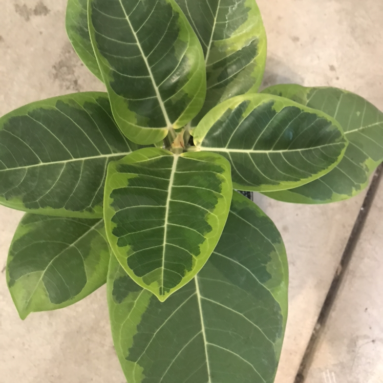 Photo of the plant species Council Tree by @aunt_plant_ named Maya on Greg, the plant care app