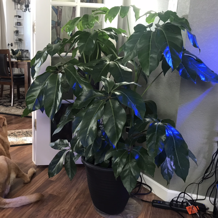 Large healthy Umbrella Tree with glossy green leaves in black planter, illuminated by blue LED grow lights indoors.