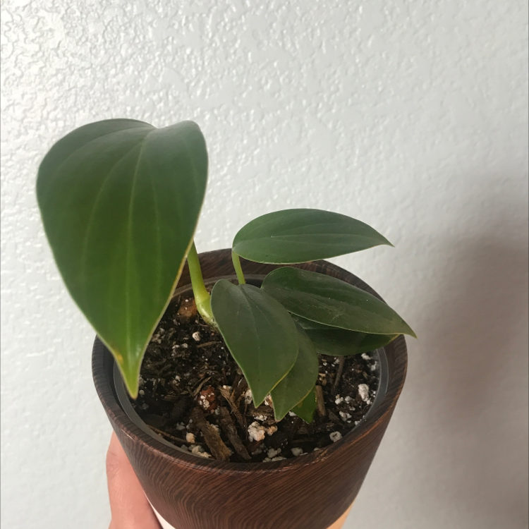 Dragon Tail Plant in a small pot with healthy green leaves and visible soil.