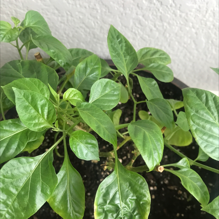 Pepper plant with green leaves in a pot with visible soil.