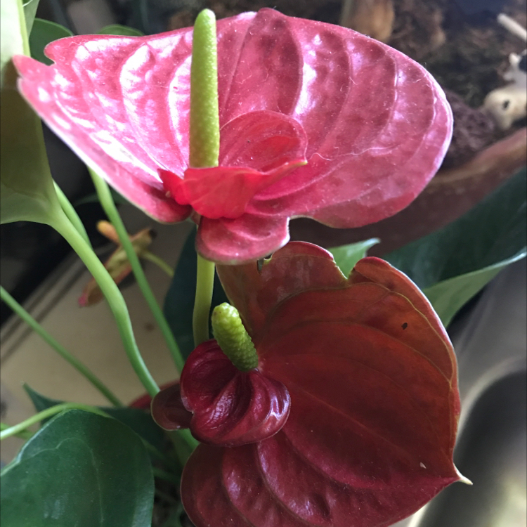 Vibrant red and white Anthurium plant with glossy green leaves, showing no signs of discoloration or damage.