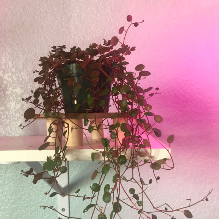Sprawling Wirevine plant in a pot on a shelf with pinkish background lighting.