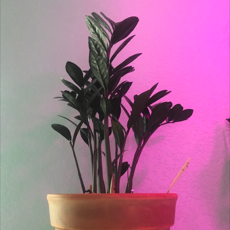 Raven ZZ Plant in a terracotta pot with dark green, glossy leaves.