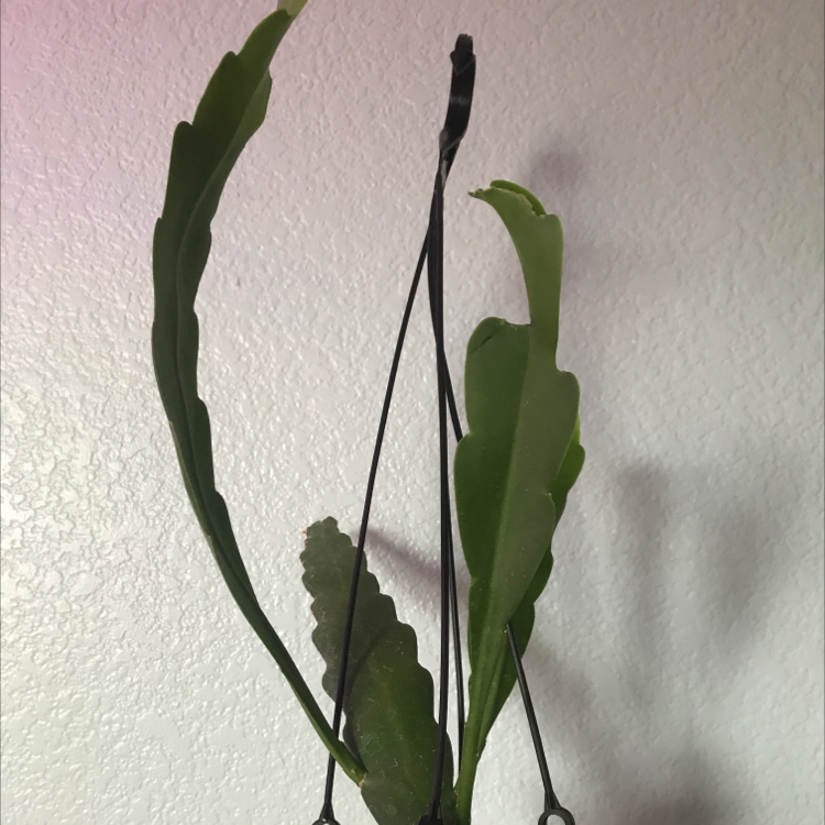 Dutchman's Pipe Cactus with elongated green leaves against a plain wall.