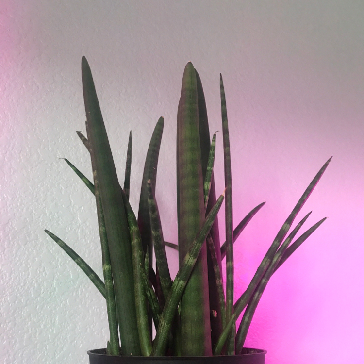 Dracaena 'Mikado' plant with upright leaves, minor discoloration and spots, potted indoors.