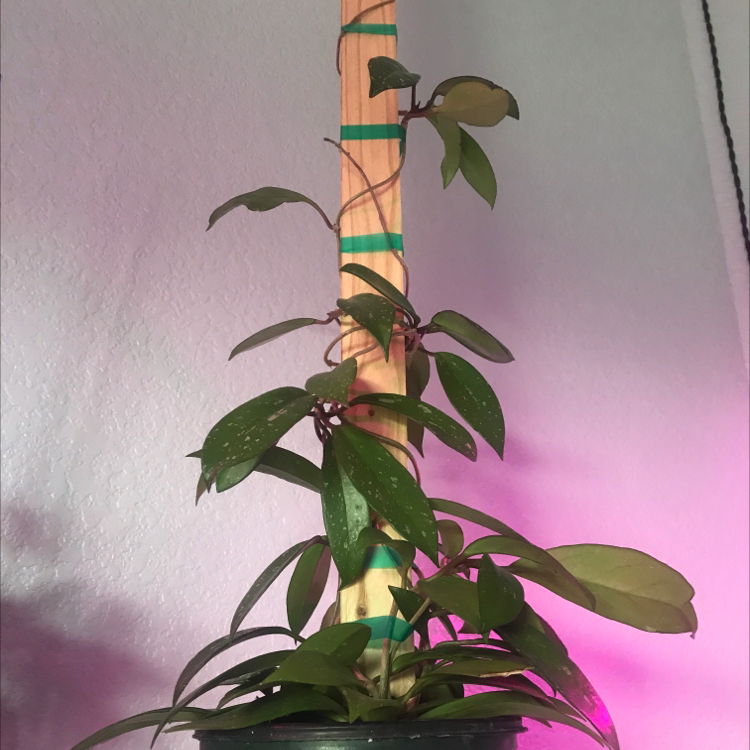 Hoya Pubicalyx plant climbing a wooden support with mostly healthy leaves and some visible spots.