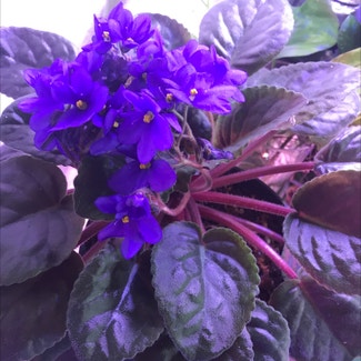 African Violet plant in Colorado Springs, Colorado
