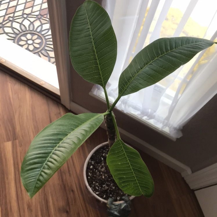 Potted Red Frangipani plant with large green leaves near a window.