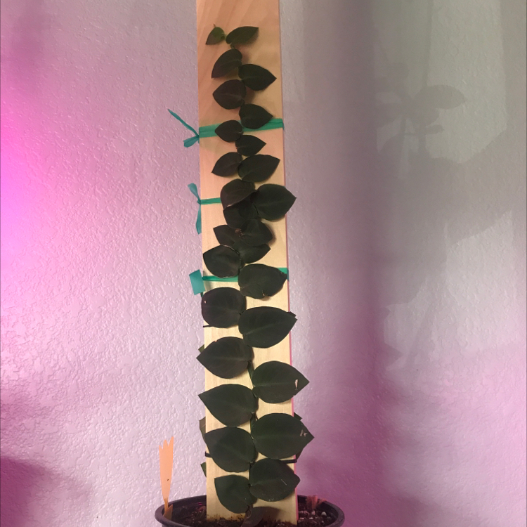 Rhaphidophora hayi plant climbing a wooden support, with healthy green leaves.