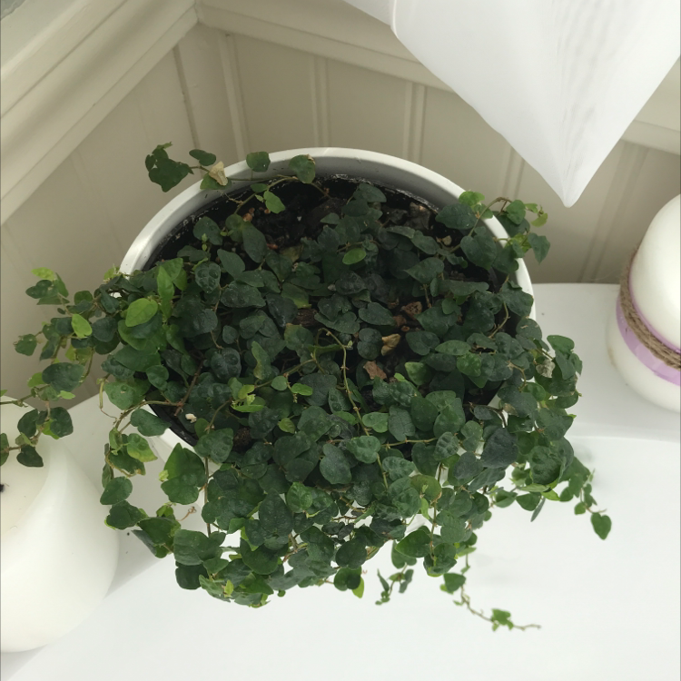 Creeping Fig plant with dense dark green leaves in a white ceramic pot, appears healthy and thriving.