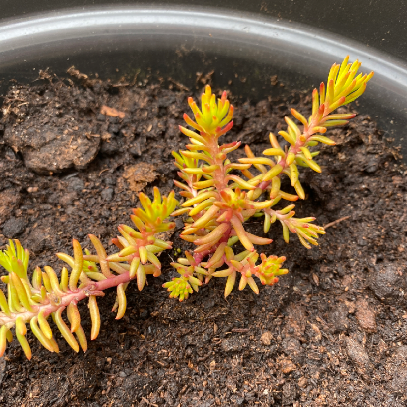 Jenny's Stonecrop plant in a pot with visible soil, showing some yellowing and browning leaves.