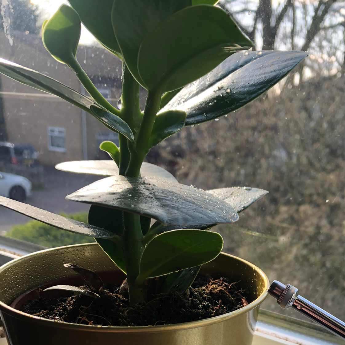 Potted Autograph Tree with healthy green leaves, visible soil, and good lighting.