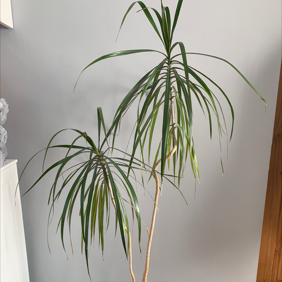 Photo of the plant species Dragon Tree by @freja._.raine named Bernard on Greg, the plant care app