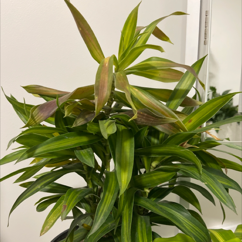Photo of the plant species Dracaena reflexa var brevituba by @souljaboytellem named Sarah on Greg, the plant care app