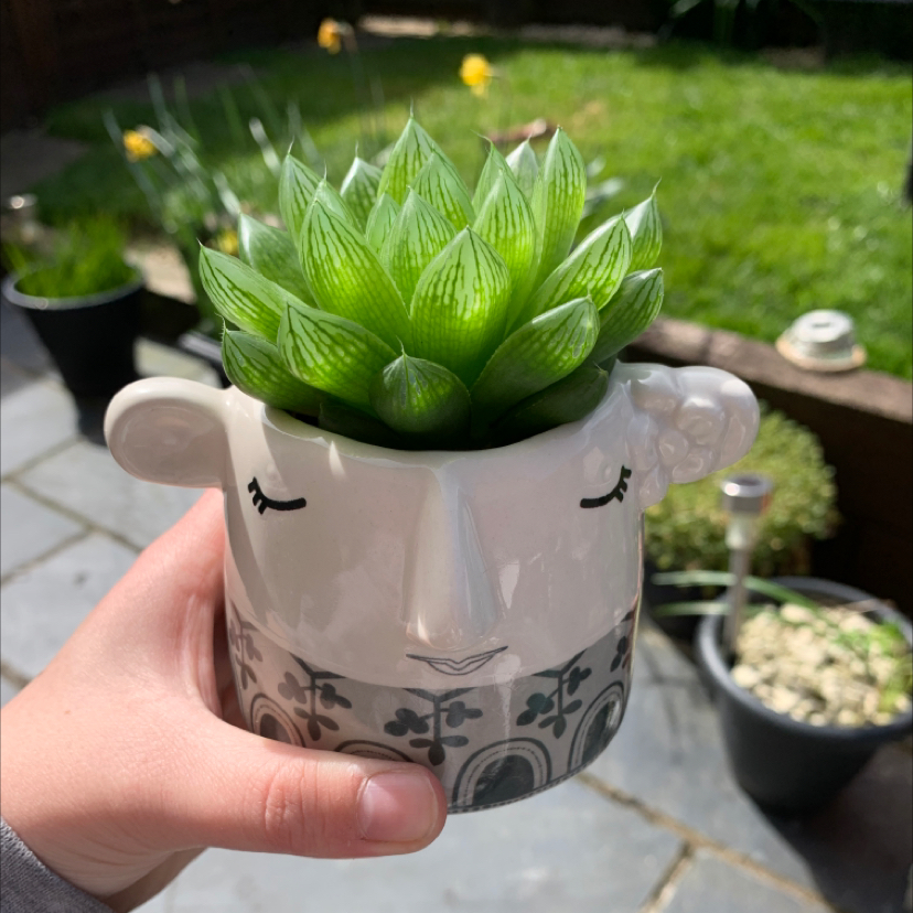 Healthy Cathedral Window Haworthia plant in a decorative pot, held by a hand.