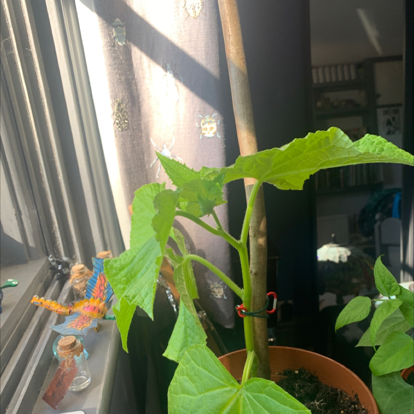 Cucumber plant photo by @aayling named Kurt on Greg, the plant care app.