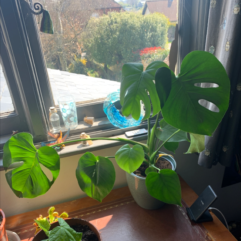 Monstera plant photo by @aayling named Glabella on Greg, the plant care app.