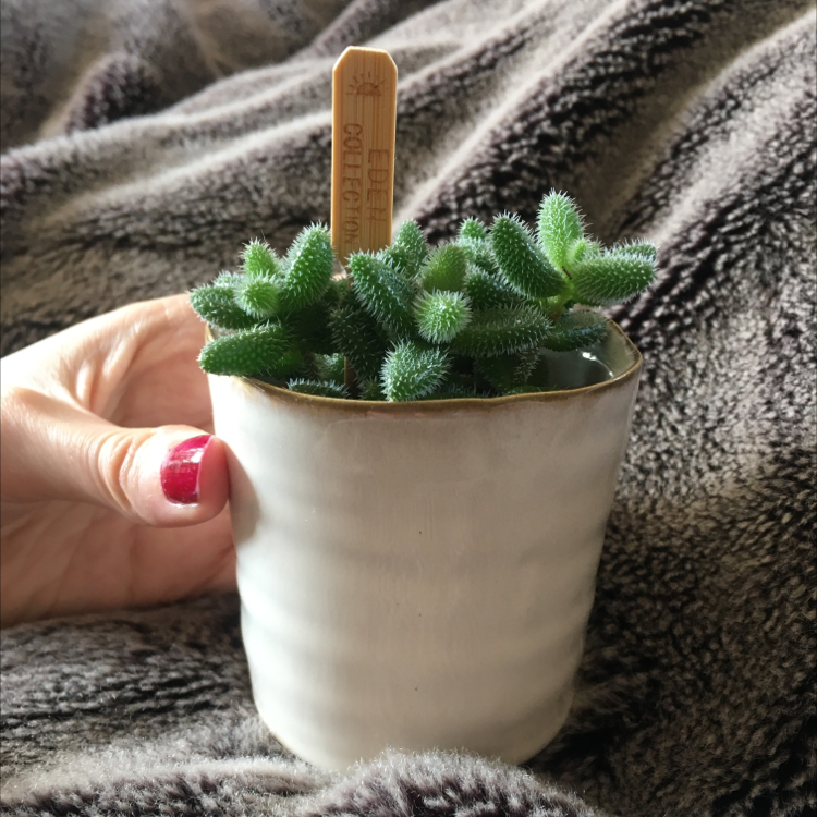 Photo of the plant species Pickle Plant by @Tildastreet named Bambino on Greg, the plant care app