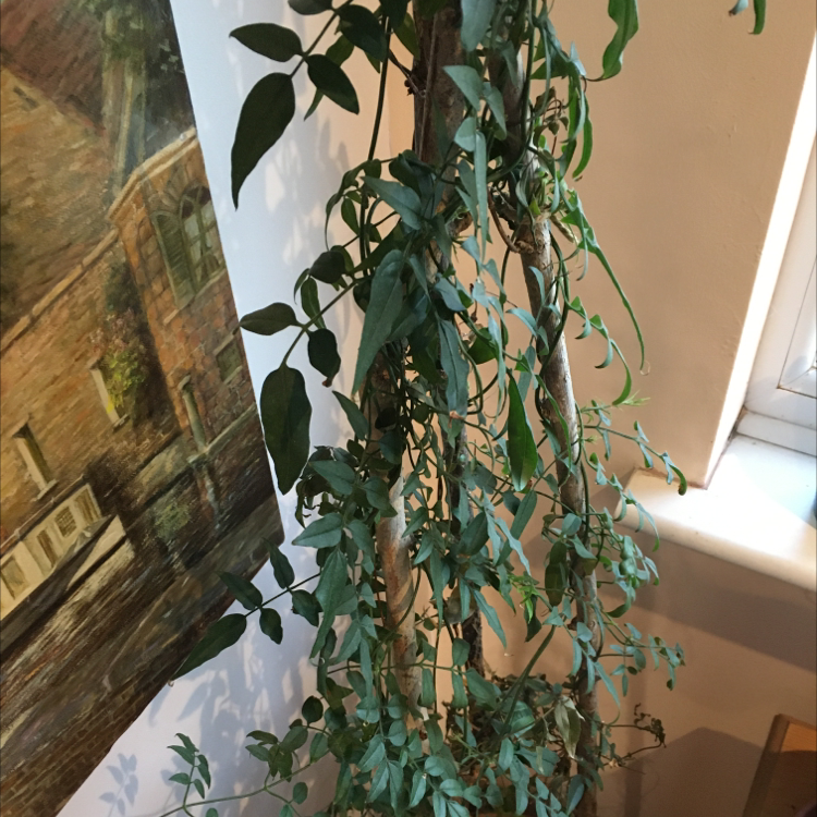 Indoor White Jasmine plant climbing a support structure near a window.